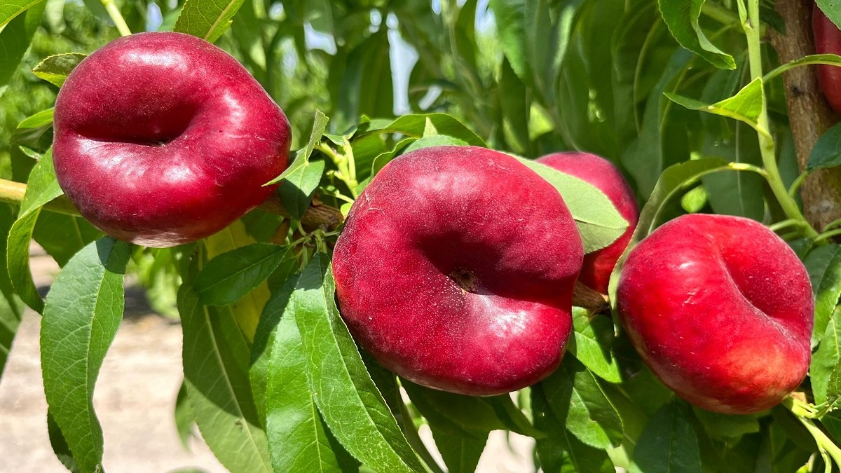 PSB consolida su gama de nectarinas planas con la variedad SEKOYA como referencia